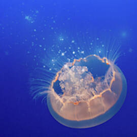 Moon Jellyfish Triptych by Patti Deters