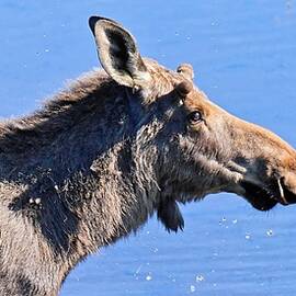 Moose-buds - Potter Marsh, Alaska