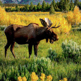 Moose in Acadia National Park 654 Painting by John Straton