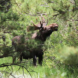 Moose Snacking on Tree  by Christy Pooschke