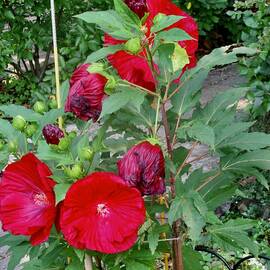 More hibiscus by Stephanie Moore