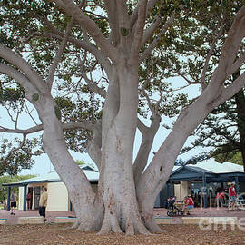 Moreton Bay Fig Tree, Busselton Foreshore, Western Australia by Elaine Teague