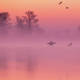 Morgenstimmung - Morning Mood by Roeselien Raimond
