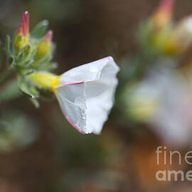 Morning Glory White Flower  by Joy Watson