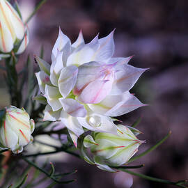 Morning Protea by Siene Browne