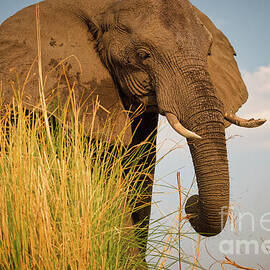 Morning Sunlit African Elephant by Natural Focal Point Photography