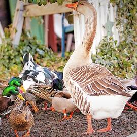 Mother Goose's Day Care by Geraldine Scull