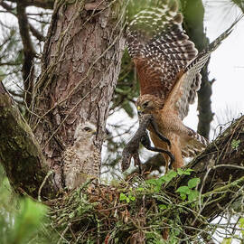 Mother Hawk Bringing Bullfrog to Chick in Nest by Bonnie Barry