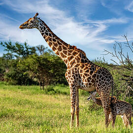 Mother's Milk - Masai Giraffe by Eric Albright
