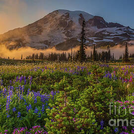 Mount Rainier Summer Wildflowers Mist by Mike Reid