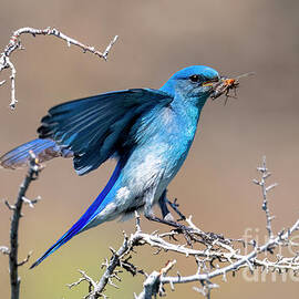 Mountain Bluebird Breakfast by Michael Dawson