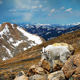 Mountain Goat 1 by Daniel Williams