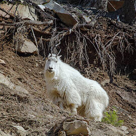 Mountain Goat by Canadart -
