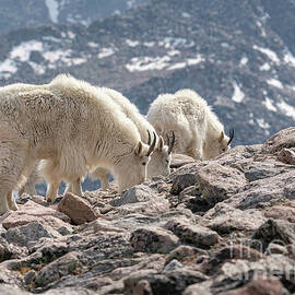 Mountain Goats by Maresa Pryor-Luzier
