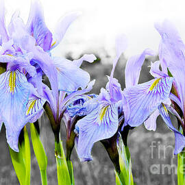 Mountain Iris Selective Color by Annettes Whimsies