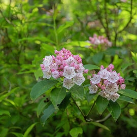Mountain Laurel Smoky Mountains by Dan Sproul