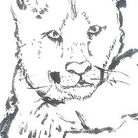 Mountain Lion Detail by Samuel Zylstra