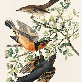Mountain Mockingbird and Varied Thrush. John James Audubon by World Art Collective