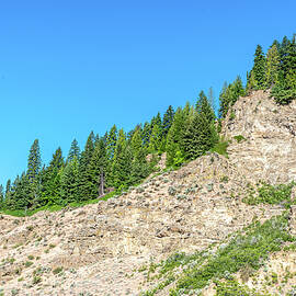Cedars and Firs at Ohme Gardens by Tom Cochran