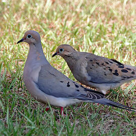 Mourning Dove Pair On Gress by Daniel Caracappa