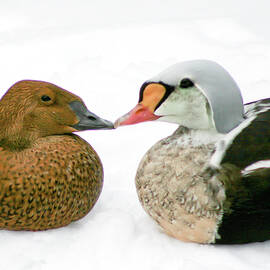 Mr and Mrs King Eider In Love by Carol Lowbeer