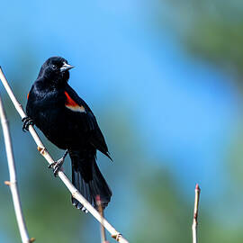 Mr. Blackbird