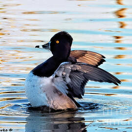 Mr. Magnificent - Ring-necked Duck by Bunny Clarke
