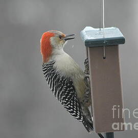 Mrs Red Breasted Woodpecker by Hella Buchheim