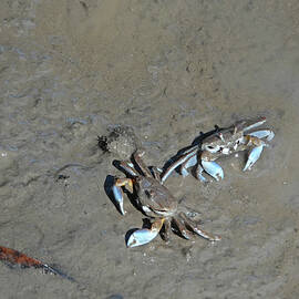 Mudflat Sentinel Crabs by Maryse Jansen