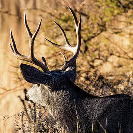 Mule Deer Buck 001990 by Renny Spencer
