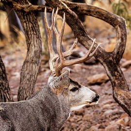 Mule Deer Buck 002000 by Renny Spencer