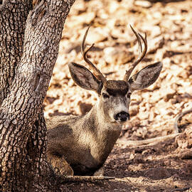 Mule Deer Buck 002011 by Renny Spencer
