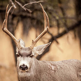 Mule Deer Buck 002020 by Renny Spencer