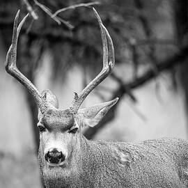 Mule Deer Buck 002021 by Renny Spencer
