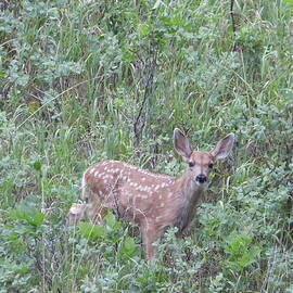 Mule Deer Fawn