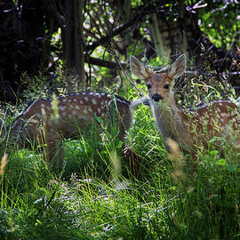 Mule Deer Fawns by Kelley King