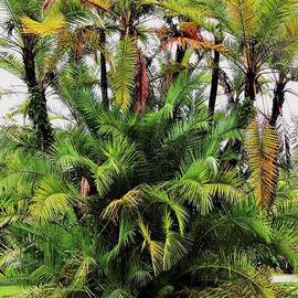 Multiple Palms by Mesa Teresita