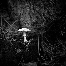 Mushroom and tree trunk in BW by Rudy Umans