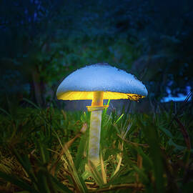 Mushroom Glow by Mark Andrew Thomas
