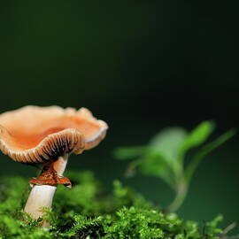 Mushroom macro, image A by Alex Nikitsin