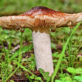 Mushroom With Dewdrops 003 by George Bostian