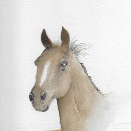 Mustang Horse by David Patrick