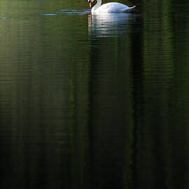 Mute Swan on a still lake with reflections of reeds and trees by Anita Nicholson