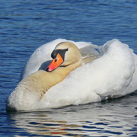  Mute Swan Resting on Water by Lyuba Filatova