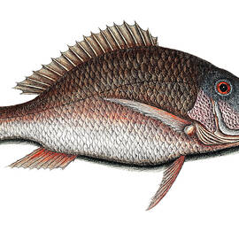 Mutton Fish by Mango Art