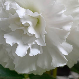 My Begonia 3 by Margaret Emory Design
