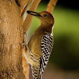 My Snack by Robert Bales