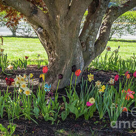My spring garden by Claudia M Photography