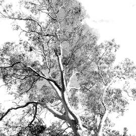 My Tree - b-w by VIVA Anderson