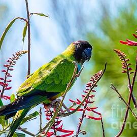 Nanday Parakeet by Jennifer Jenson